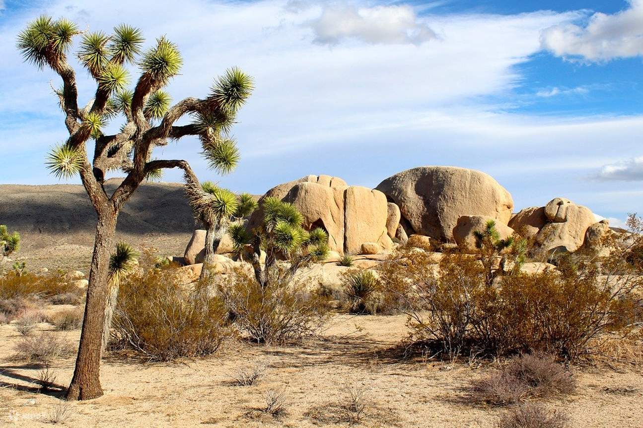 Joshua Tree Park Bus Los Angeles Airport www.klook.com